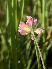 Trifolium bifidum decipiens