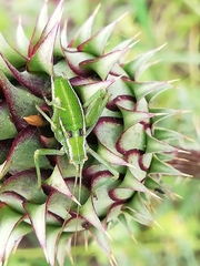 Odontura glabricauda