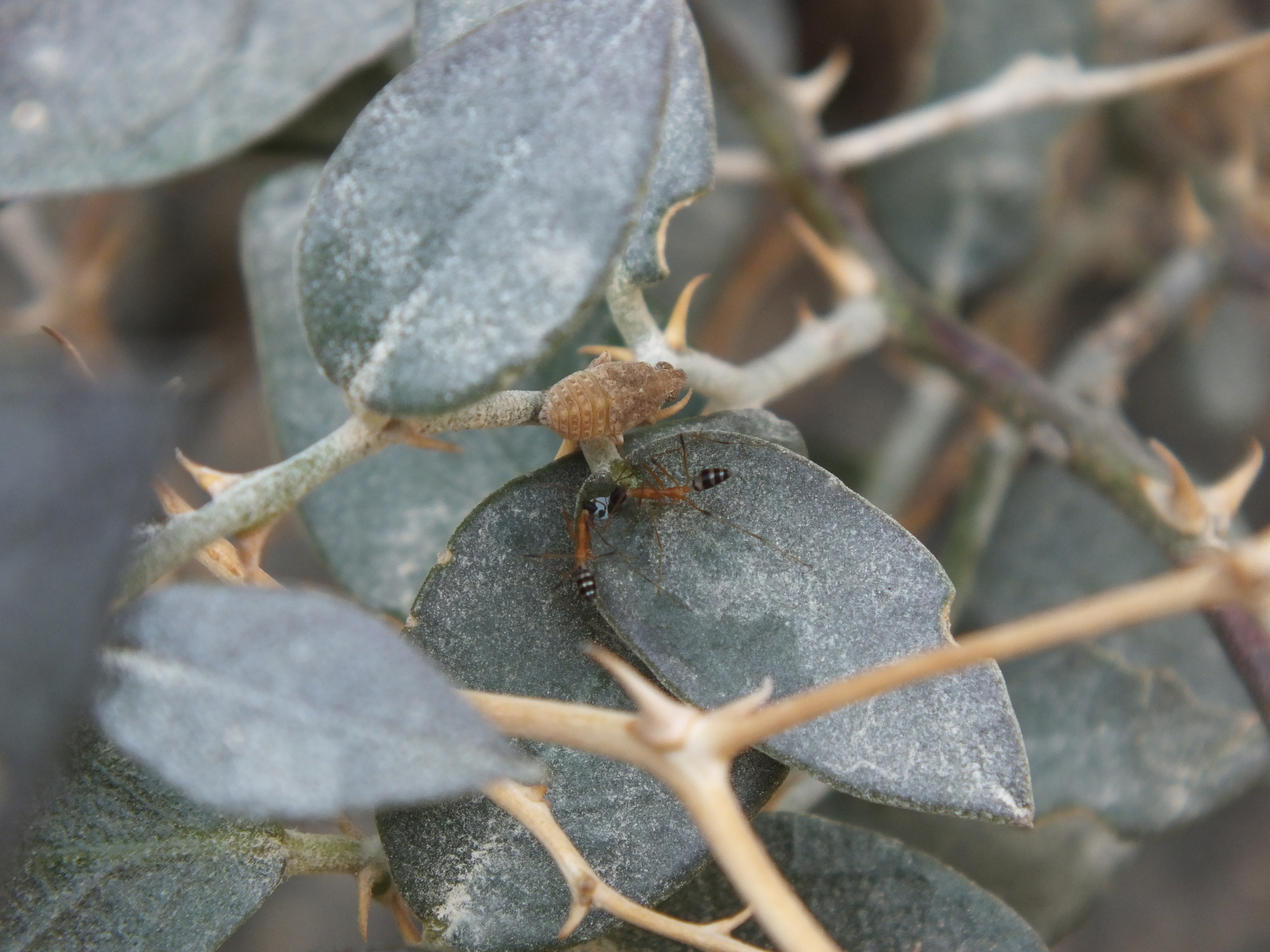 Lepisiota elegantissima