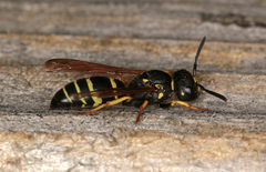 Gymnomerus laevipes