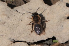 Andrena haemorrhoa