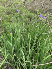 Iris giganticaerulea