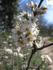 Prunus spinosa