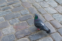 Columba livia domestica