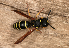 Gymnomerus laevipes