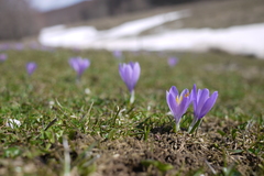 Crocus neapolitanus