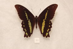 Papilio nireus pseudonireus