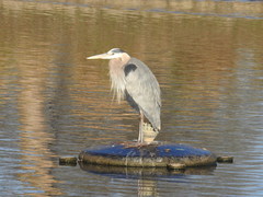 Ardea herodias