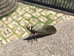 Copidocephala guttata