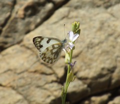 Pontia glauconome