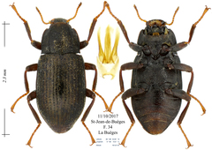 Limnius intermedius