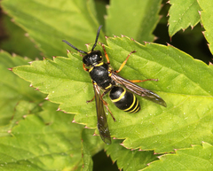 Euodynerus quadrifasciatus