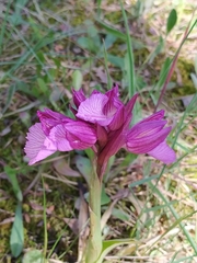 Anacamptis papilionacea grandiflora