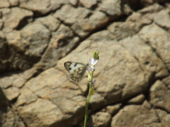 Pontia glauconome