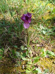Anacamptis papilionacea grandiflora