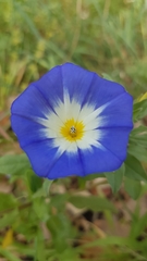 Convolvulus tricolor