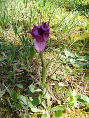 Anacamptis papilionacea grandiflora