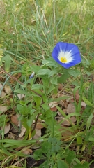 Convolvulus tricolor