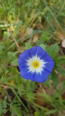 Convolvulus tricolor