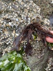 Microcladia borealis
