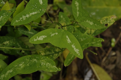 Passiflora colinvauxii (Passiflora colinvauxii)