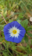 Convolvulus tricolor