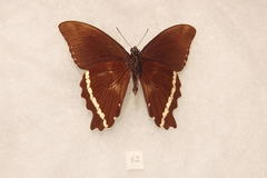 Papilio nireus pseudonireus