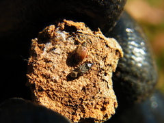 Anthocoris japonicus