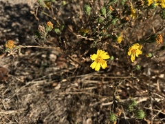 Deinandra corymbosa