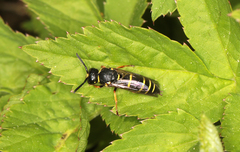 Euodynerus quadrifasciatus