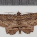 Australian Pug Moth - Photo (c) Jon Sullivan, some rights reserved (CC BY)