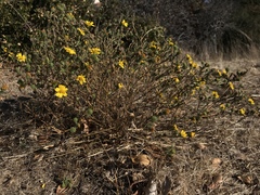Deinandra corymbosa