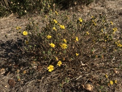 Deinandra corymbosa