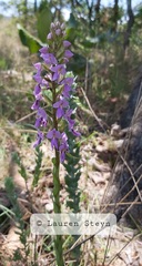 Brachycorythis pleistophylla