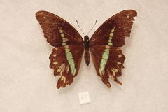 Papilio nireus pseudonireus