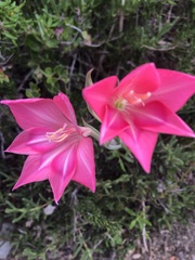 Gladiolus carmineus