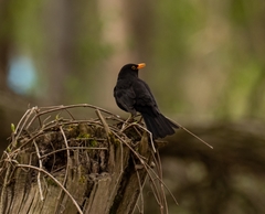 Turdus merula