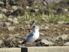Larus delawarensis
