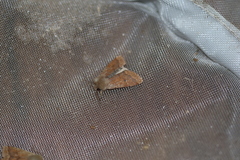 Orthosia pacifica