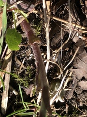 Tussilago farfara