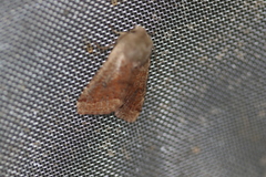 Orthosia pacifica