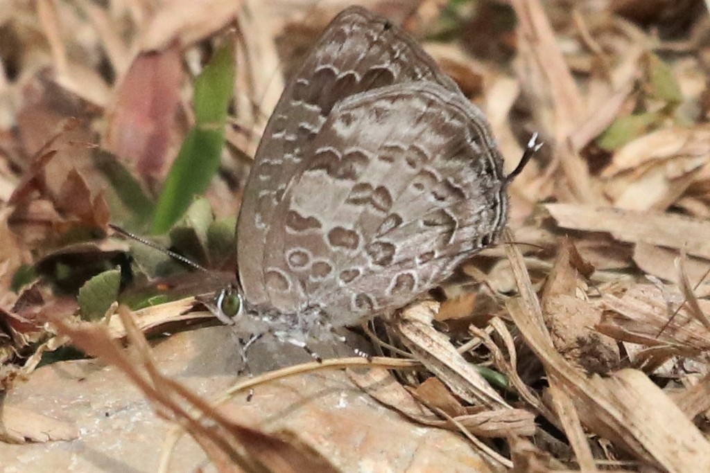 Burmese Bush Blue