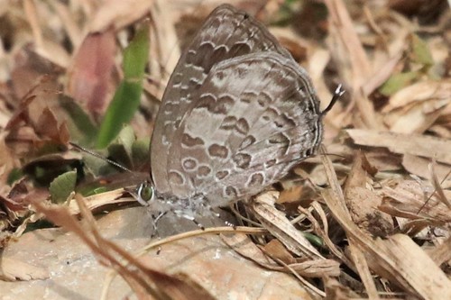Burmese Bush Blue