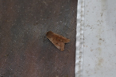 Orthosia pacifica