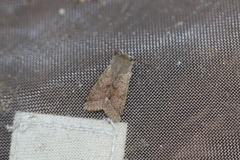 Orthosia pacifica