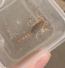 Paravaejovis confusus