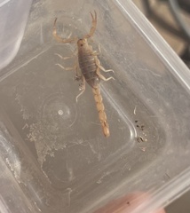 Paravaejovis confusus