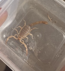 Paravaejovis confusus