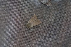 Orthosia pacifica