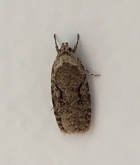 Agonopterix curvilineella